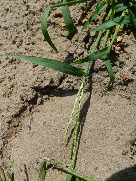 Pflanzenbild gross Fadenhirse - Digitaria ischaemum aggr.