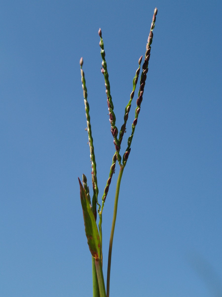 Pflanzenbild gross Fadenhirse - Digitaria ischaemum aggr.