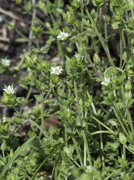 Pflanzenbild gross Zartes Quendelblättriges Sandkraut - Arenaria leptoclados