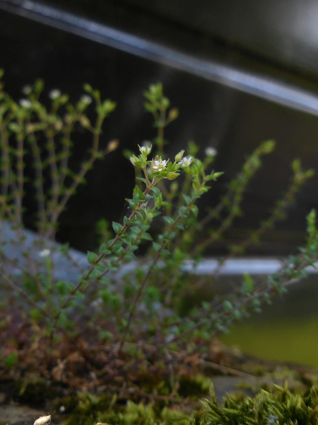 Pflanzenbild gross Zartes Quendelblättriges Sandkraut - Arenaria leptoclados