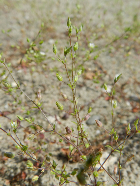 Pflanzenbild gross Zartes Quendelblättriges Sandkraut - Arenaria leptoclados