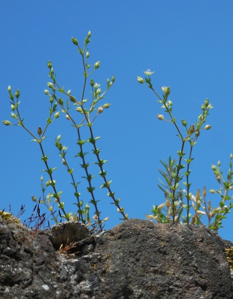 Pflanzenbild gross Zartes Quendelblättriges Sandkraut - Arenaria leptoclados