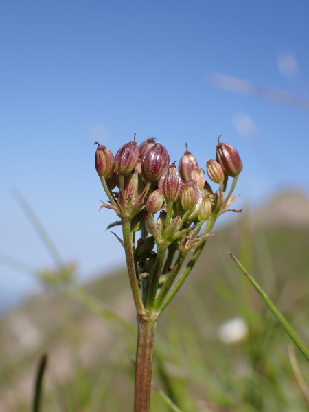 Pflanzenbild gross Alpen-Liebstock - Ligusticum mutellina