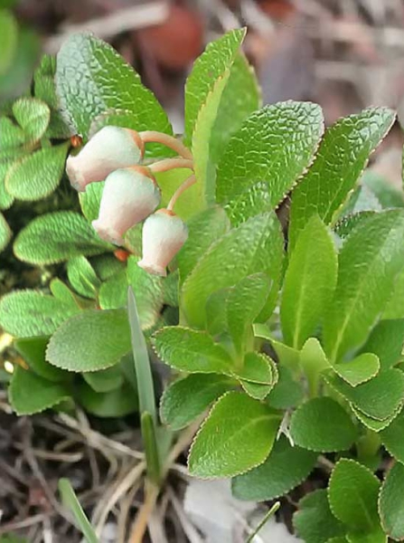 Pflanzenbild gross Alpen-Bärentraube - Arctostaphylos alpina