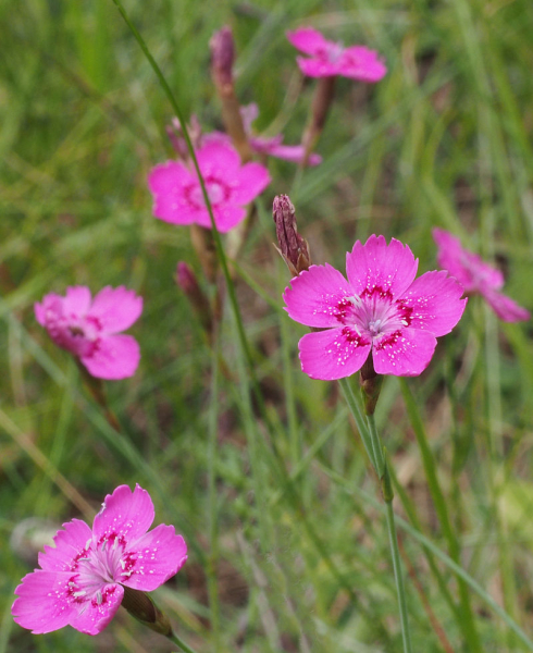 Pflanzenbild gross Heide-Nelke - Dianthus deltoides