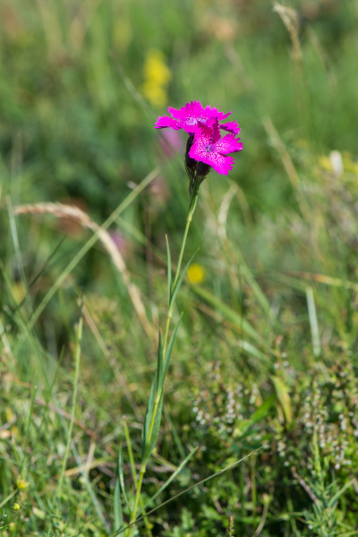 Pflanzenbild gross Heide-Nelke - Dianthus deltoides