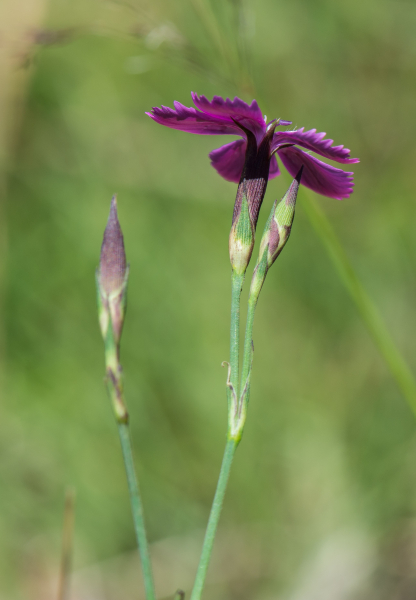 Pflanzenbild gross Heide-Nelke - Dianthus deltoides