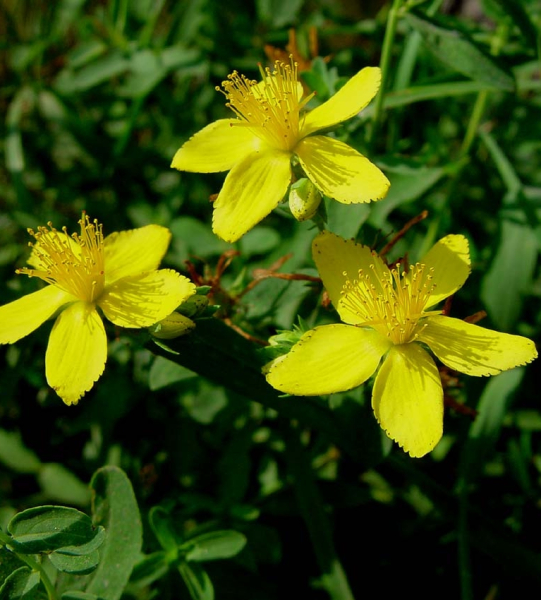 Pflanzenbild gross Echtes Johanniskraut - Hypericum perforatum