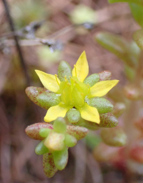 Pflanzenbild gross Einjähriger Mauerpfeffer - Sedum annuum