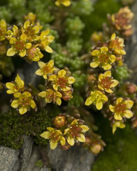 Pflanzenbild gross Alpen-Mauerpfeffer - Sedum alpestre