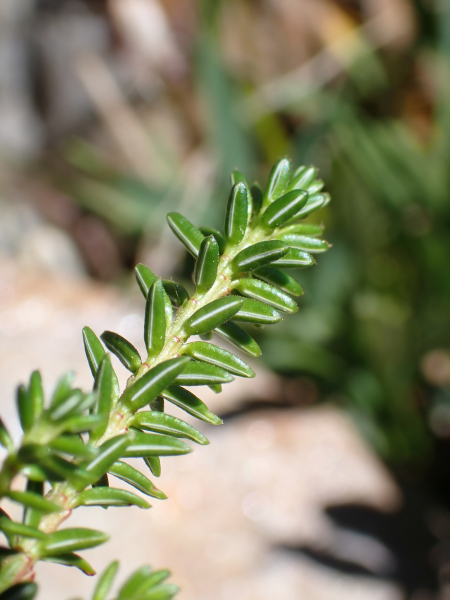 Pflanzenbild gross Zwittrige Krähenbeere - Empetrum nigrum subsp. hermaphroditum