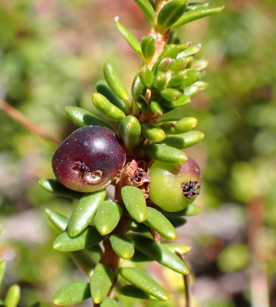 Pflanzenbild gross Zwittrige Krähenbeere - Empetrum nigrum subsp. hermaphroditum