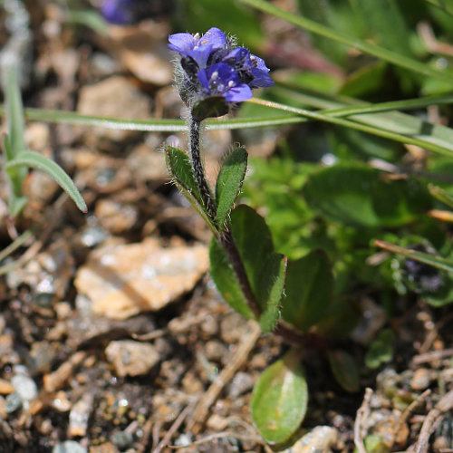 Pflanzenbild gross Alpen-Ehrenpreis - Veronica alpina