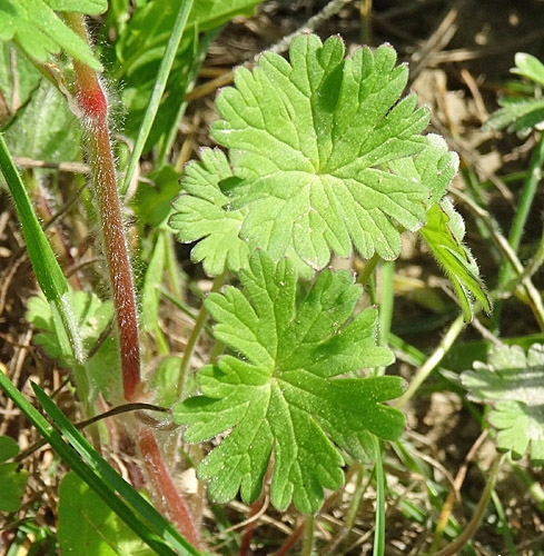 Pflanzenbild gross Weicher Storchschnabel - Geranium molle