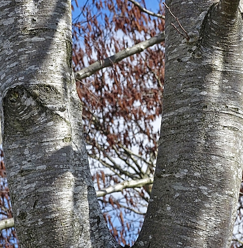 Pflanzenbild gross Grau-Erle - Alnus incana