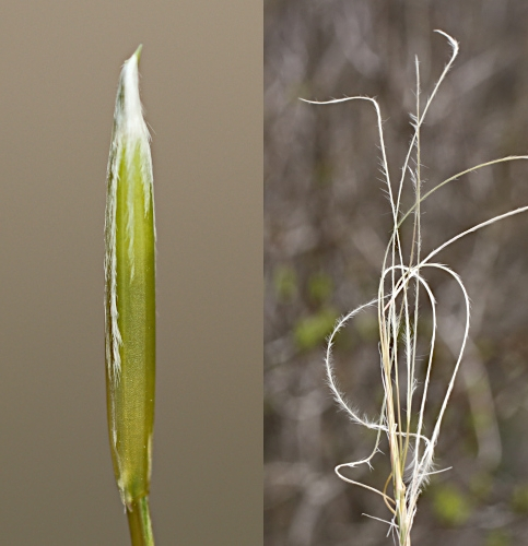 Pflanzenbild gross Federgras - Stipa pennata aggr.