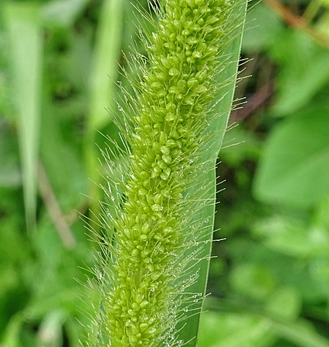 Pflanzenbild gross Grüne Borstenhirse - Setaria viridis