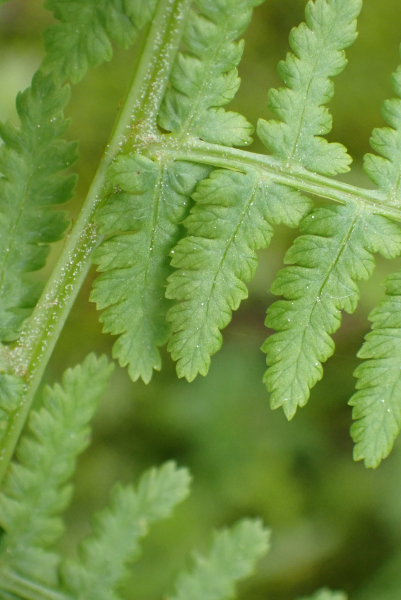 Pflanzenbild gross Wald-Frauenfarn - Athyrium filix-femina