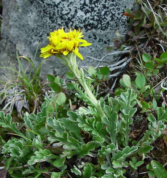 Pflanzenbild gross Krainisches Graues Greiskraut - Senecio incanus subsp. carniolicus