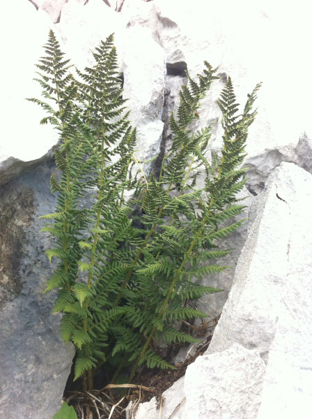 Pflanzenbild gross Villars' Wurmfarn - Dryopteris villarii