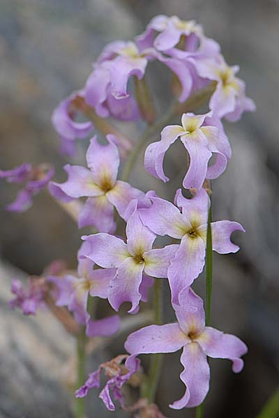 Pflanzenbild gross Walliser Levkoje - Matthiola valesiaca