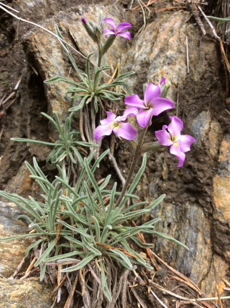 Pflanzenbild gross Walliser Levkoje - Matthiola valesiaca