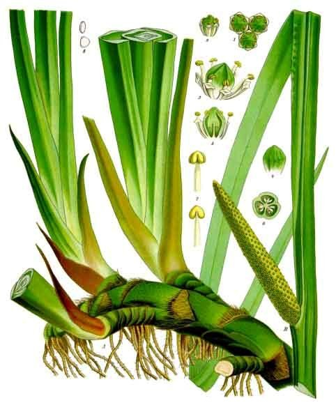 Pflanzenbild gross Kalmus - Acorus calamus