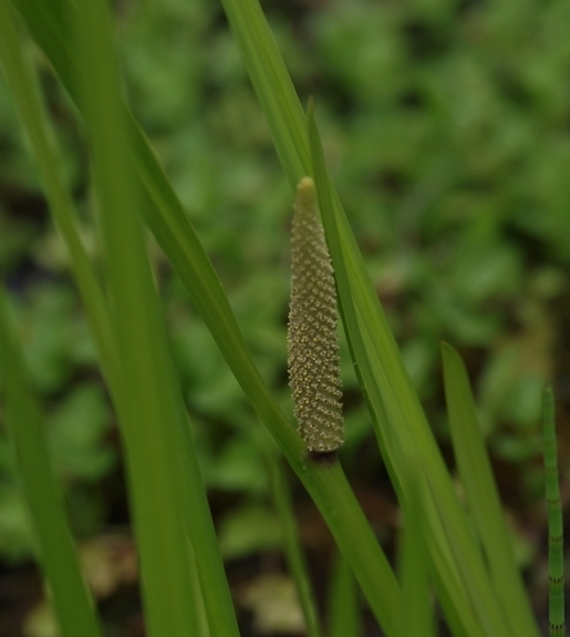 Pflanzenbild gross Kalmus - Acorus calamus