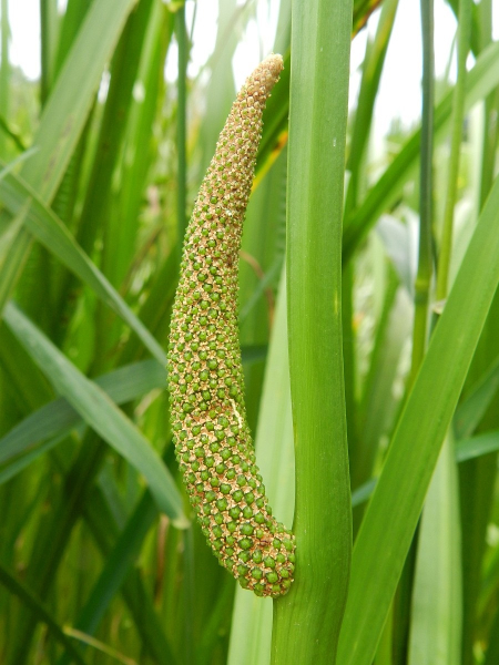Pflanzenbild gross Kalmus - Acorus calamus