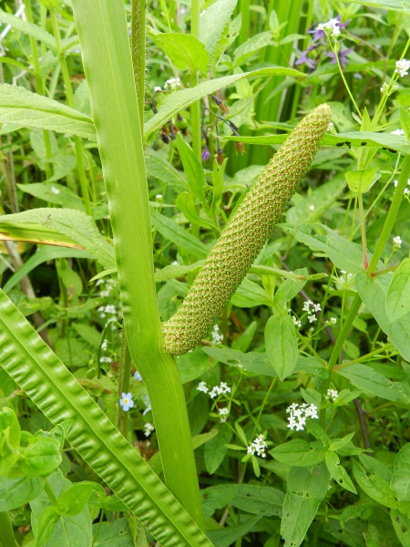 Pflanzenbild gross Kalmus - Acorus calamus