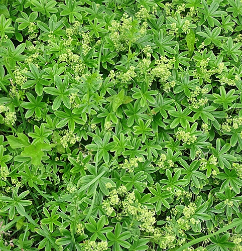 Pflanzenbild gross Verwachsener Frauenmantel - Alchemilla conjuncta aggr.