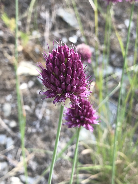 Pflanzenbild gross Kugelköpfiger Lauch - Allium sphaerocephalon