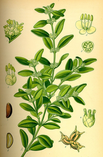 Pflanzenbild gross Buchs - Buxus sempervirens
