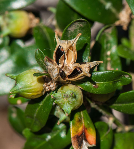 Pflanzenbild gross Buchs - Buxus sempervirens