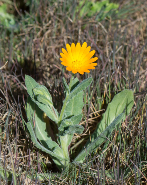 Pflanzenbild gross Acker-Ringelblume - Calendula arvensis