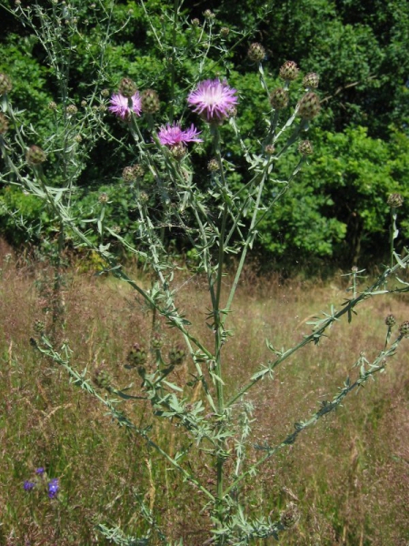 Pflanzenbild gross Stoebe-Flockenblume - Centaurea stoebe