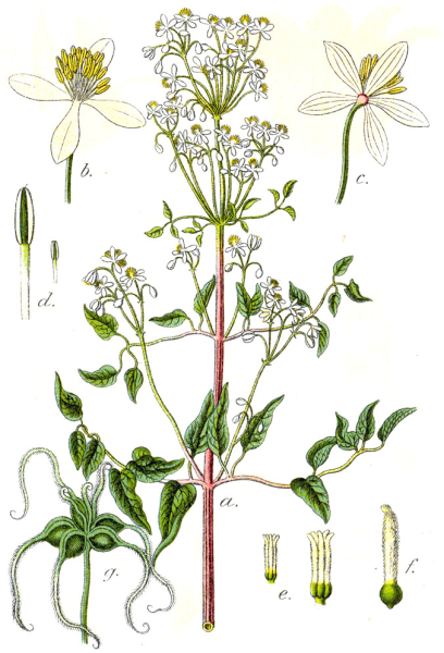 Pflanzenbild gross Aufrechte Waldrebe - Clematis recta