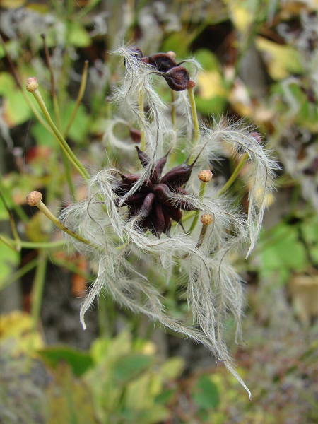 Pflanzenbild gross Aufrechte Waldrebe - Clematis recta
