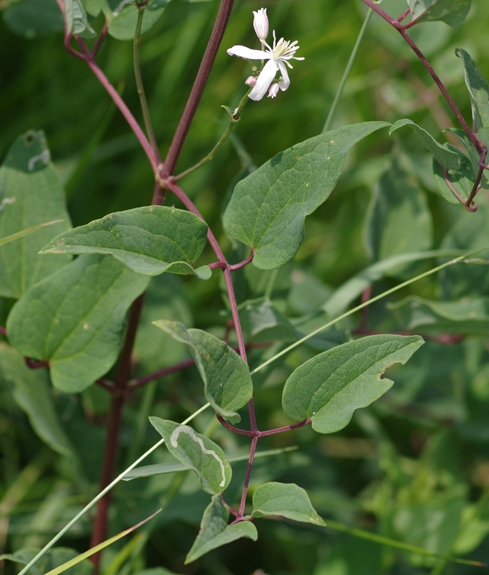 Pflanzenbild gross Aufrechte Waldrebe - Clematis recta