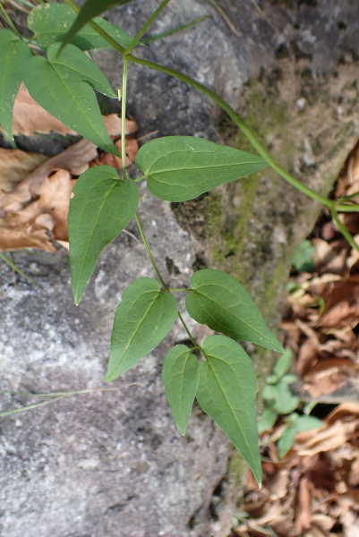 Pflanzenbild gross Aufrechte Waldrebe - Clematis recta