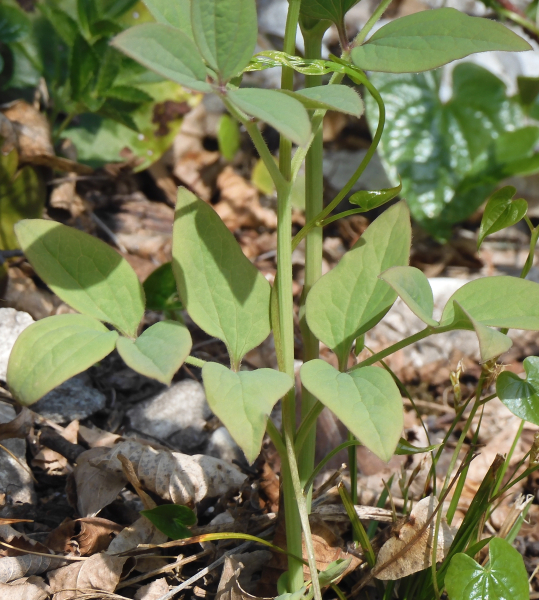 Pflanzenbild gross Aufrechte Waldrebe - Clematis recta