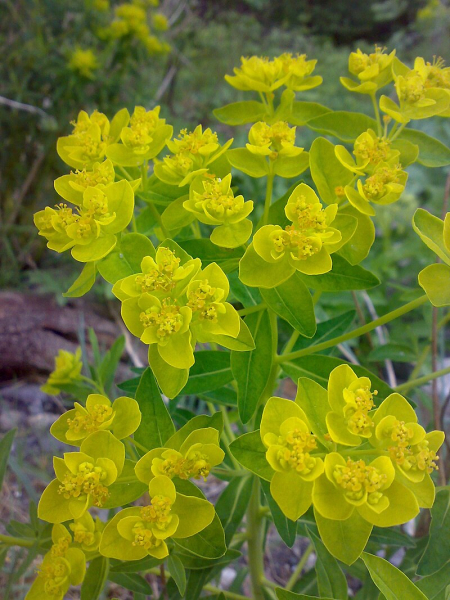 Pflanzenbild gross Sumpf-Wolfsmilch - Euphorbia palustris
