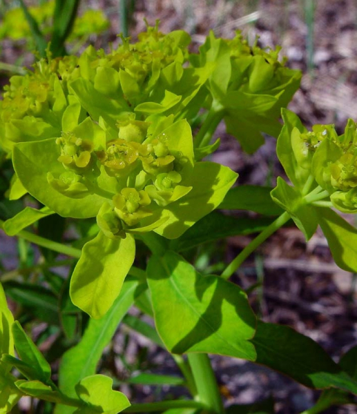 Pflanzenbild gross Sumpf-Wolfsmilch - Euphorbia palustris