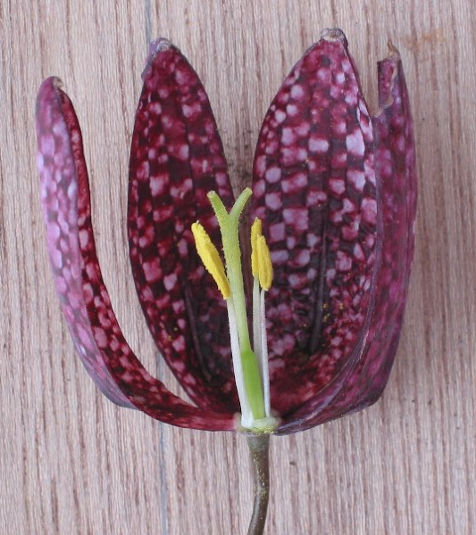 Pflanzenbild gross Perlhuhn-Schachblume - Fritillaria meleagris