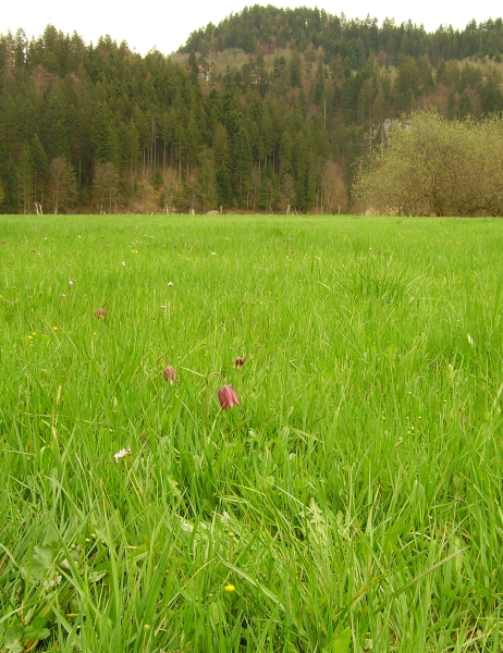 Pflanzenbild gross Perlhuhn-Schachblume - Fritillaria meleagris