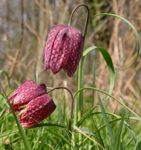 Pflanzenbild gross Perlhuhn-Schachblume - Fritillaria meleagris