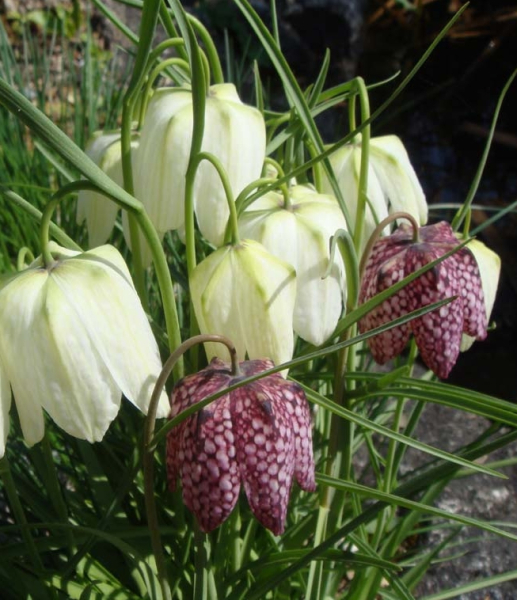 Pflanzenbild gross Perlhuhn-Schachblume - Fritillaria meleagris