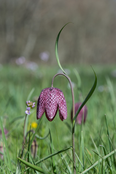 Pflanzenbild gross Perlhuhn-Schachblume - Fritillaria meleagris