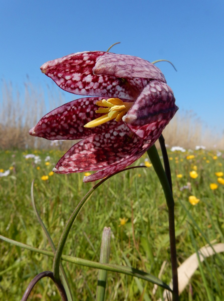 Pflanzenbild gross Perlhuhn-Schachblume - Fritillaria meleagris