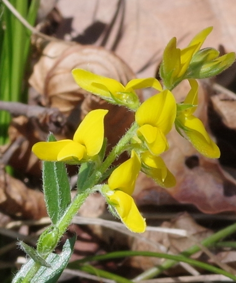 Pflanzenbild gross Behaarter Ginster - Genista pilosa